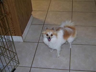 Pomeranian Puppies in FL